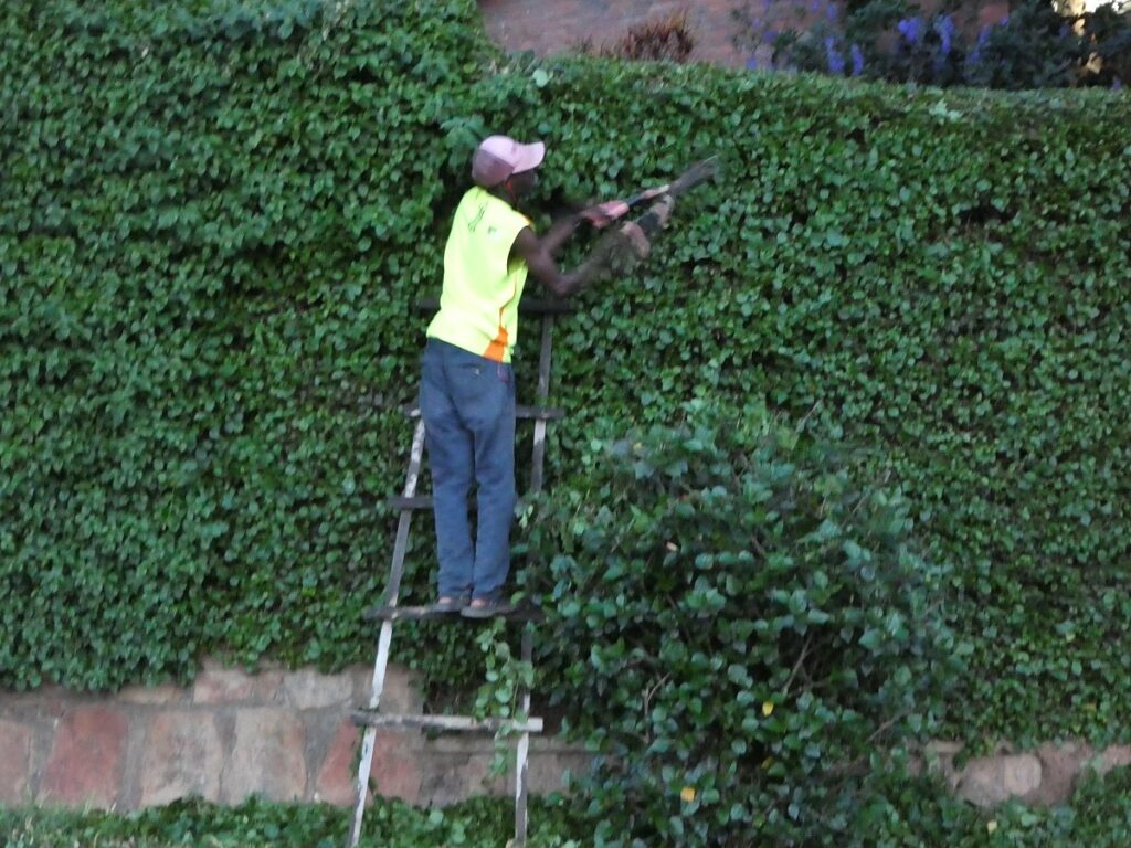 خدمات إزالة الأشجار الميتة والجافة