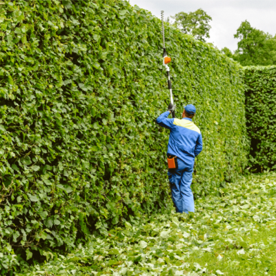 خدمات إزالة الأشجار الميتة والجافة