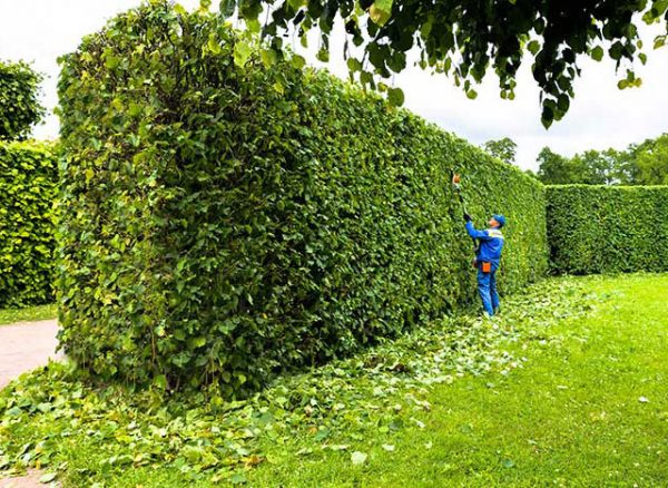 خدمات تقليم الأشجار وإزالة الأشجار الكبيرة في الدمام