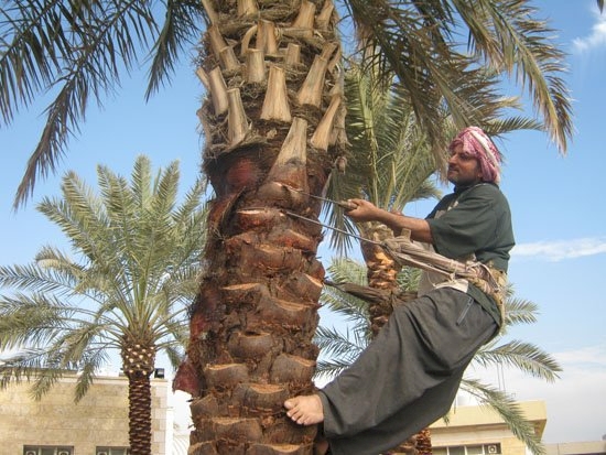 خطوات زراعة النخيل وتكريبه في الدمام والخبر