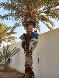 خطوات زراعة النخيل وتكريبه في الدمام والخبر