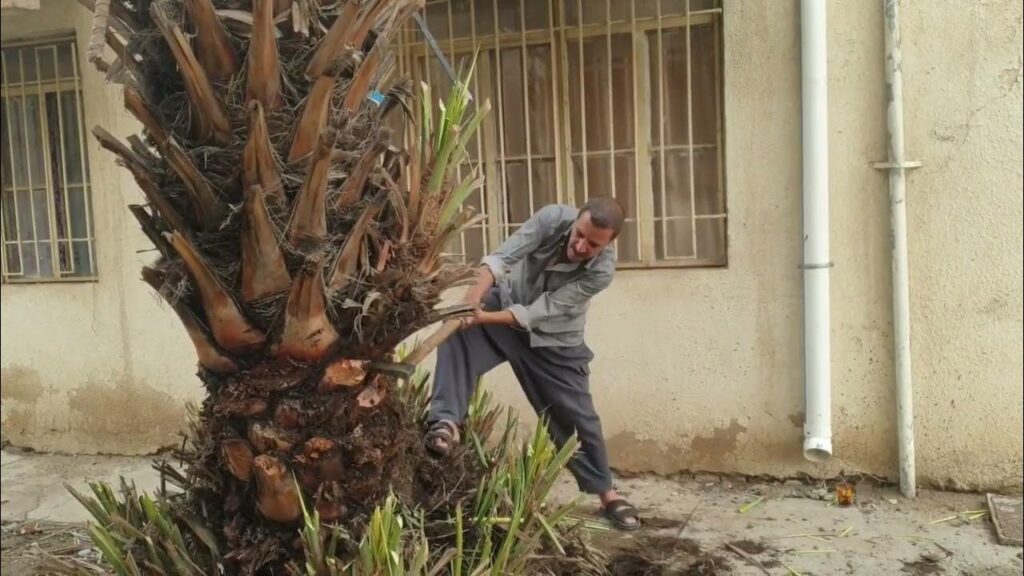 خدمات تكريب النخيل