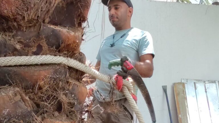 خدمات تكريب النخيل