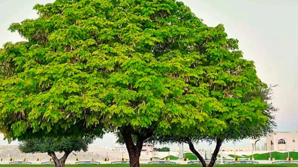 نصائح لاختيار شجرة الظل المثالية لحديقة أمام المنزل في الدمام