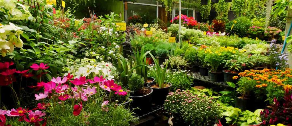 أفضل النباتات الزرقاء والخضراء المناسبة للحدائق بمناخ الدمام