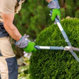 عامل قص شجر في الدمام