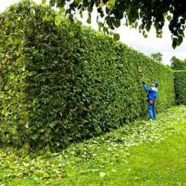 خدمات تقليم الأشجار وإزالة الأشجار الكبيرة في الدمام